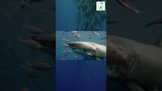 👀🦈JawDropping Moment White Shark Feeding at Guadalupe shorts animals dangerous shark wild [upl. by Isaak831]