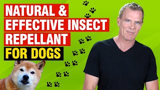 Best All Natural Insect Repellent For Dogs 3 DIY Recipes amp 2 ReadyMade [upl. by Aerised]