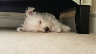 Nellie the westie puppy first 6 months [upl. by Pavlish724]