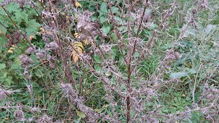 Für Wildbienen Überwinterung Gartenpflege [upl. by Nauqyaj]