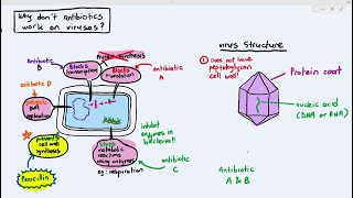 107 Why Antibiotics dont affect Viruses Cambridge AS A Level Biology 9700 [upl. by Naols290]