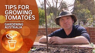 Tips and tricks for growing tomatoes  Growing Fruit and Vegies  Gardening Australia [upl. by Keri]