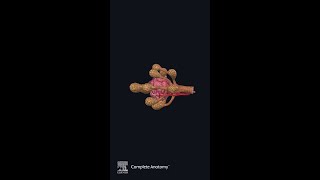 Explore the New Pancreas Detailed Model  Complete Anatomy [upl. by Zoubek176]