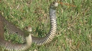 Massive Eastern Brown Snakes fighting at my back door Highlights [upl. by Idnor]