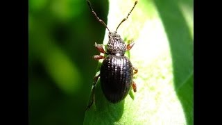 Otiorhynchus ovatus  Weevil  Rüsselkäfer [upl. by Notfilc]