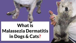 Malassezia Dermatitis in Dogs amp Cats Symptoms amp Treatment [upl. by Drugge]