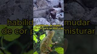 IGUANA VS CAMALEÃO luta curiosidades animaisselvagem [upl. by Vin]