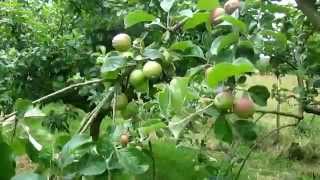 How to quickly increase Crop Production by thinning Apples [upl. by Brindle]