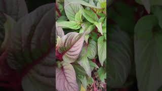 紅莧菜威氏鐵莧Acalypha wilkesianaAlternanthera ficoidea New Red 紅莧草紅錦莧、紅葉莧、紅葉莧草、紅葉法國莧 [upl. by Tereb]