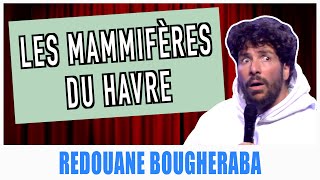 LES MAMMIFÈRES DU HAVRE  REDOUANE BOUGHERABA [upl. by Carlyn503]