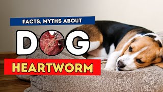 Heartworm Facts Myths and Natural Treatments [upl. by Acirat]