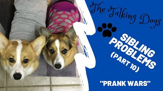 Corgi pranks little brother  Hammy and Olivia [upl. by Tiertza]