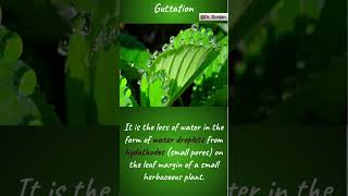 plants guttation biology neet science ytshorts shorts hydathodes [upl. by Hartzke]