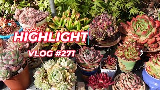 HIGHLIGHT VLOG 271 [upl. by Erbes]