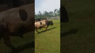 IMBILIKINZI the champion bull in shinyalu [upl. by Anirbaz]