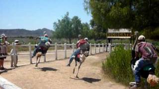 Ostrich Racing Oudtshoorn Highgate South Africa [upl. by Turino607]