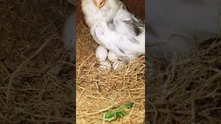 Breeding progress for birds birdlife nature birds parrot pets shorts [upl. by Hsak527]