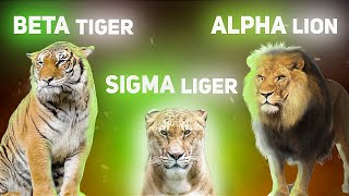 Which Type Of Man You Are Alpha Vs Sigma [upl. by Ttelrats]