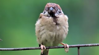 野生麻雀重傷到康復紀錄 A wild sparrow has recoverd from injure麻雀 sparrow スズメ [upl. by Payne]