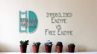 ALevel Biology  Experiment Immobilised enzyme vs free enzyme [upl. by Ajuna]