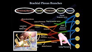 Brachial Plexus Branches  Everything You Need To Know  Dr Nabil Ebraheim [upl. by Giarla]