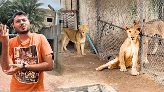 Lioness nova ka naya Ghar 😍lions setup change kar diyapet house mini zoo vlog [upl. by Hathcock967]