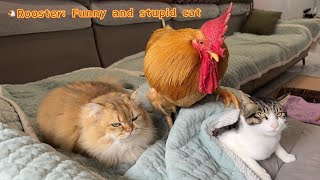 I couldnt stop laughing😂 The rooster knows where the cat is hiding Rooster also teases funny cat [upl. by Newmark]