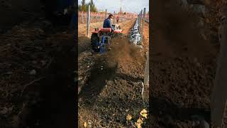 Grape Farming Techniques Bury The Vines For The Winter satisfying short [upl. by Chaker247]