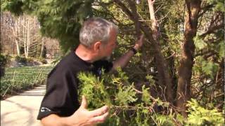 Repairing Winter Damage to Evergreen Trees amp Shrubs [upl. by Namlak]