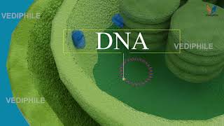 Chloroplast Structure and Function  Chlorophyll  Biology 3D Course  NEET 2021 [upl. by Iznik]