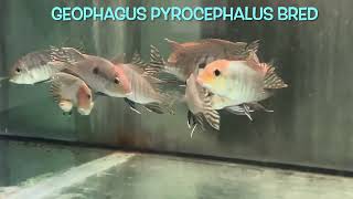 Geophagus pyrocephalus bred [upl. by Tedd]