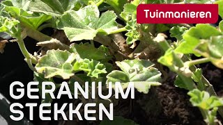 Hoe stek je de geranium [upl. by Schwejda]