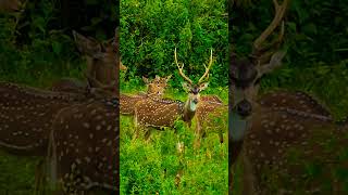 Deer sound shorts viral trending reels love like share subscribe video india new [upl. by Dupuy]