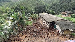 FULL VIDEO 130 Days of raising chickens How to care for chickens and prevent diseases Chicken Farm [upl. by Michigan608]