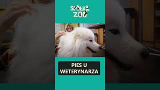 Z czym zakradł się do Gutka weterynarz 🥶 shorts [upl. by Bernhard]