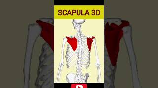 Scapula 3D anatomy scapula [upl. by Aineg]