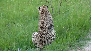 Leopards Mating part 2 [upl. by Barrie]