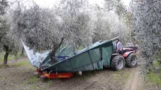 raccolta olive con scuotitore berardinucci [upl. by Gnagflow681]