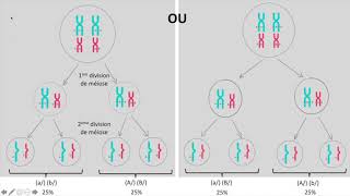 Brassages inter et intrachromosomiques [upl. by Yeliw]