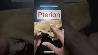 PTERION  EPIDURAL HEMATOMA anatomy headampneck mbbs mbbslife viral youtubeshorts shorts aiims [upl. by Letsirc657]