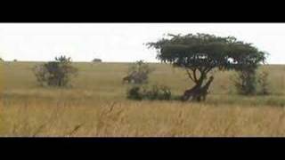 game drive in Murchison falls [upl. by Yasibit]