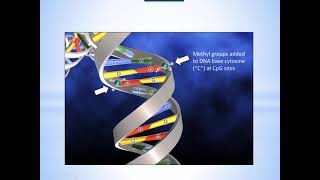 The Miracle of Methylation Made Simple [upl. by Eibloc]