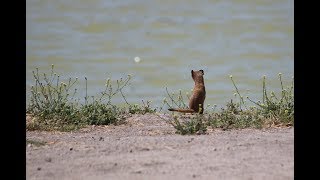 Cute Weasel at Lindo lake [upl. by Infield]