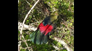 Knysna Loerie Calling Preening  Filmed by Greg Morgan [upl. by Jonina]