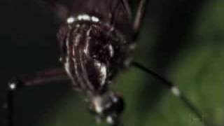 Aedes aegypti e Aedes albopictus  Uma Ameaça aos Trópicos parte 1 [upl. by Marcelle]