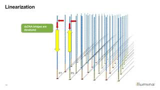 Learn about Illuminas NextGeneration Sequencing Workflow [upl. by Laro910]