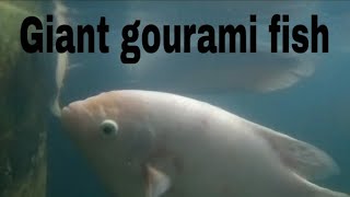 Giant gourami fish malayalam Giant gourami caring feeding breeding fish trending youtubevideo [upl. by Alakam450]