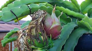 How to get bigger size fruits and better fruit yield from your dragon fruit plants [upl. by Ferwerda]