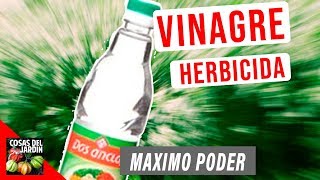 VINAGRE EL MEJOR HERBICIDA DEL MUNDO USAR VINAGRE PARA ELIMINAR MALAS HIERBAS [upl. by Fellner]