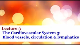 Lecture 3  Blood vessels circulation and lymphatics [upl. by Beaufert]